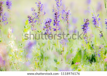 Wild colorful plooming flowers on the light green meadow full of grass in the natural feeld.