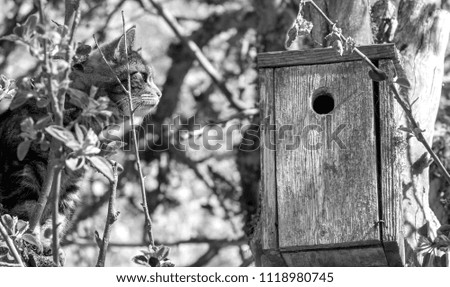 cat sitting in a tree looking for chicks in a birdhouse