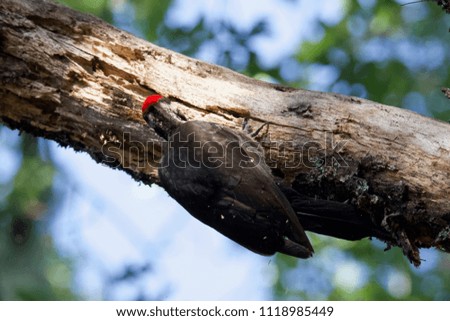 Shiloh Ranch Regional California Woodpecker.  The park includes oak woodlands, forests of mixed evergreens, ridges with sweeping views of the Santa Rosa Plain, canyons, rolling hills, a shaded creek.