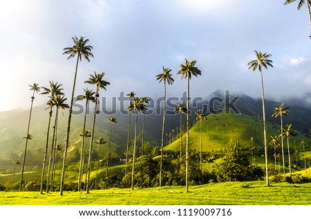 Cocora Valley in Colombia Royalty-Free Stock Photo #1119009716