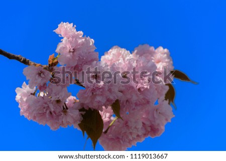 Soft focus Cherry blossom or Sakura flower on a tree branch against a blue sky background. Japanese cherry. Shallow depth of field. Focus on the center of a flower still life

