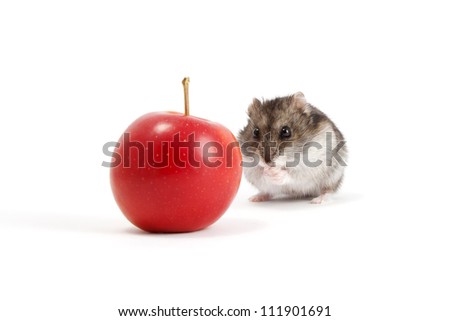 Very hungry hamster and apple