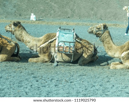 The camels are lying down on the sand awaiting customers to take the safari in Lanzarote Spain.