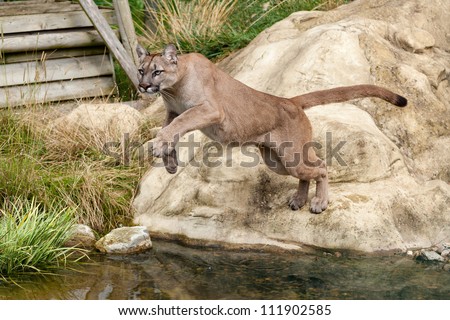 Puma Leaping Off a Rock over Water Felis Concolor Royalty-Free Stock Photo #111902585