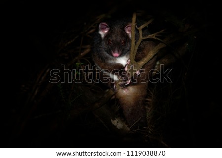 Common Ringtail Possum - Pseudocheirus peregrinus is small nocturnal marsupial living in Australia.