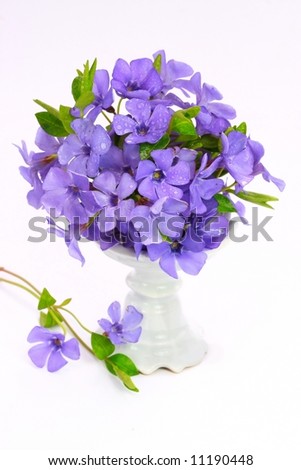Small violet of flower on white background