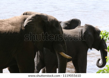 Group of elephants, adults and babies playing in the water during the noon in Chobe National Park, Botswana, Africa, during the dry season on a sunny day