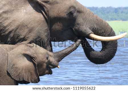 Group of elephants, adults and babies playing in the water during the noon in Chobe National Park, Botswana, Africa, during the dry season on a sunny day Royalty-Free Stock Photo #1119055622
