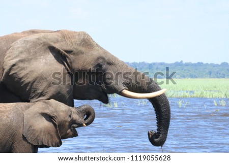 Group of elephants, adults and babies playing in the water during the noon in Chobe National Park, Botswana, Africa, during the dry season on a sunny day Royalty-Free Stock Photo #1119055628