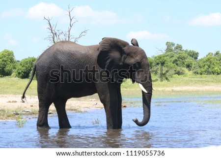 Group of elephants, adults and babies playing in the water during the noon in Chobe National Park, Botswana, Africa, during the dry season on a sunny day Royalty-Free Stock Photo #1119055736