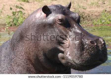 Close up of a very angry hippo in Chobe River taken from the water, in Botswana, Africa, during the noon on the dry season