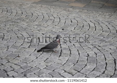 A Pigeon on the Pavement in the City