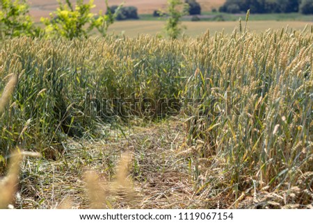 path in the wheat field on blue sky background