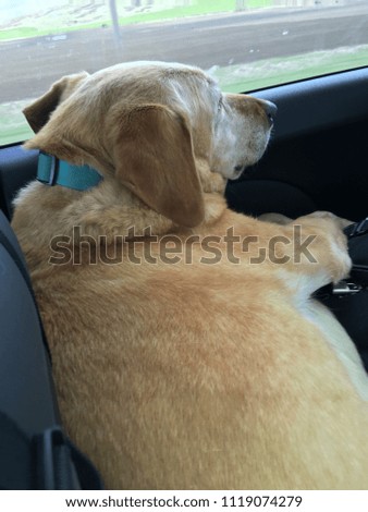 Yellow Lab Dog Riding in Car Looking Out Window Wearing Blue Collar Lying Down