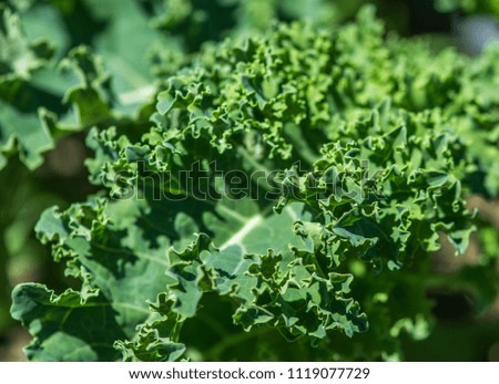 Organic Kale Growing Up Under Bright June Sun
