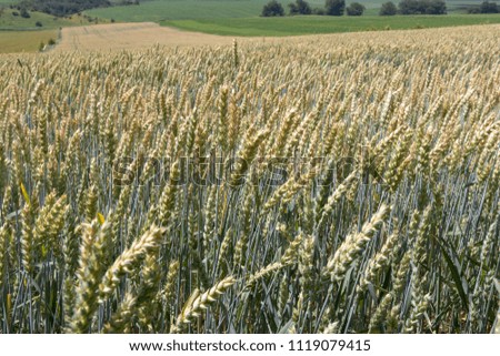 defocusing. background. field of wheat.