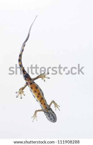 Smooth newt on white background, closeup