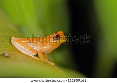 Golden Toad on a leaf, Costa Rica