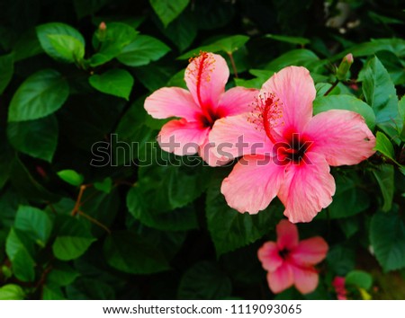Pink flowers by bushes