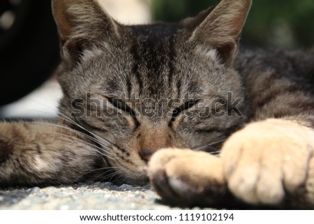 A Sleeping Cat