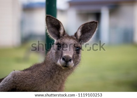 The curious kangaroo 
