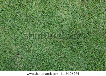Backgrounds and Textures - Green Grass