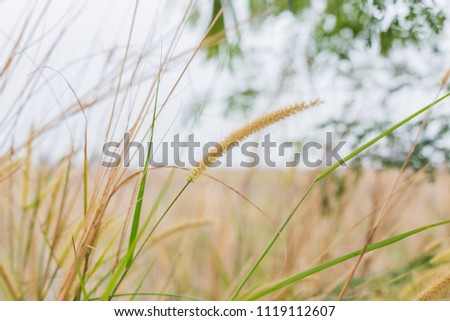 yellow grass field