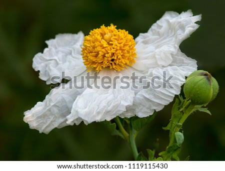 Matilija poppy, Romneya, flower, in nature in California, viewed from the side against green background