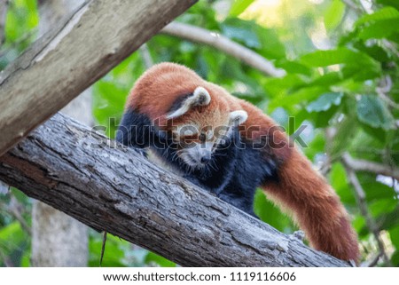 An Active Red Panda