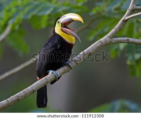 Chestnut-mandibled Toucan on a branch, Costa Rica