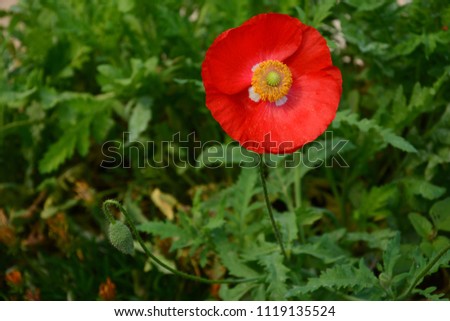 Poppy flower in Nan, Thialnd