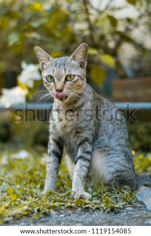 Kitten in the front yard