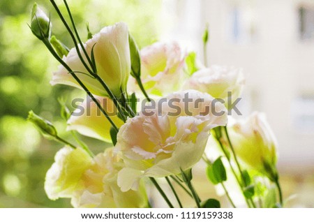 tender bouquet of pink flowers on the window. Eustoma,  Lisianthus, prairie gentian