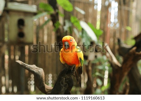 Orange nice parrot sitting on branch in brown wooden cage background. Concept of pets and exotic animals.