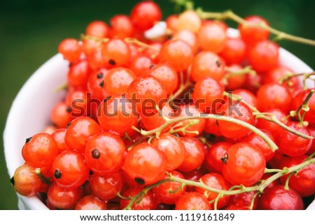 Fresh red currant in a white cup