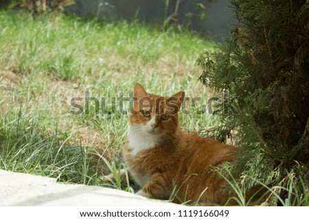 cat sitting on grass in apartmens garden cat in street stray animal pet