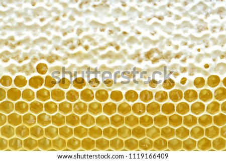 Honeycomb from a bee hive filled with golden honey in a full frame view. Background texture.