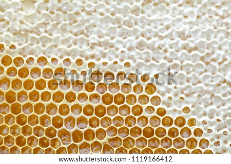 Honeycomb from a bee hive filled with golden honey in a full frame view. Background texture.