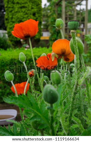 Beautiful flowers and buds of the blossoming red poppy in the garden.