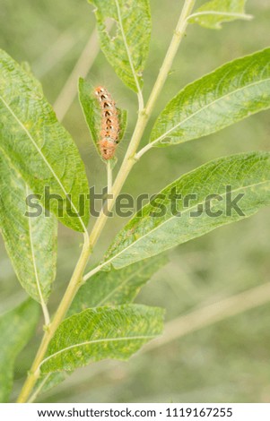 A caterpillar hairy on a willow leaf.