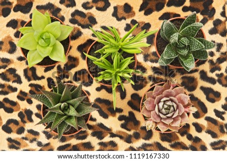 Different types of potted succulent plants on leopard background.