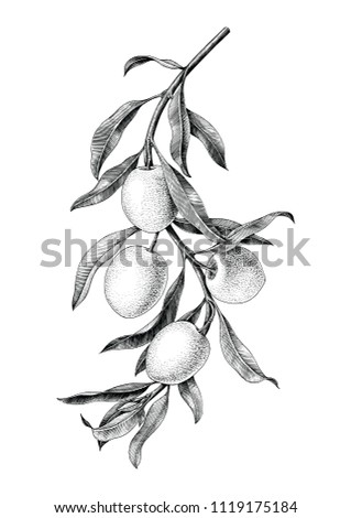 Olives branch illustration black and white vintage clip art isolate on white background