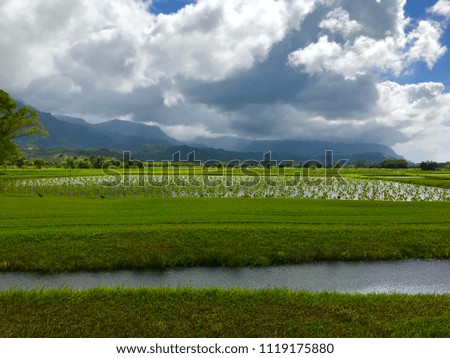 Hawaiian taro field