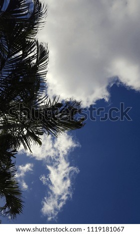 Low angle view of tropical trees against sky and cloud. 