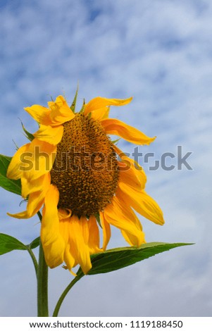 Close - up of a sunflower under the blue sky