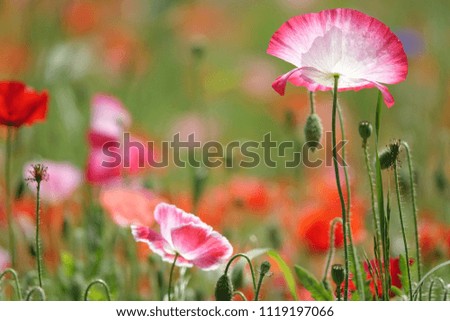 corn poppy, lucid and radiant color, gorgeous shape