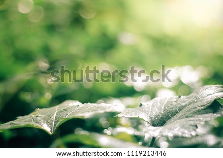 green soft Leaves