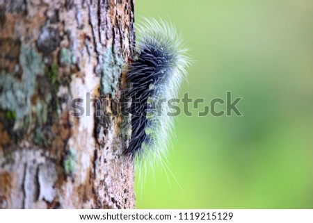 Caterpillar on a tree in the rainy season