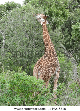 giraffe in Kruger national park in South Africa
