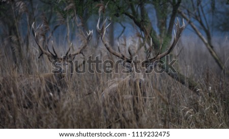 Red Deer forest Netherlands